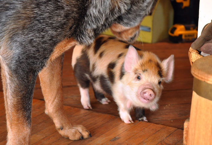 123kune-and-hereford-069