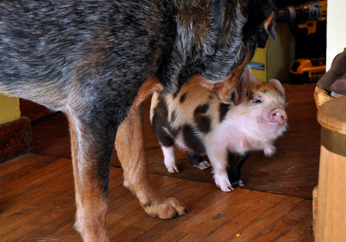 123kune-and-hereford-070