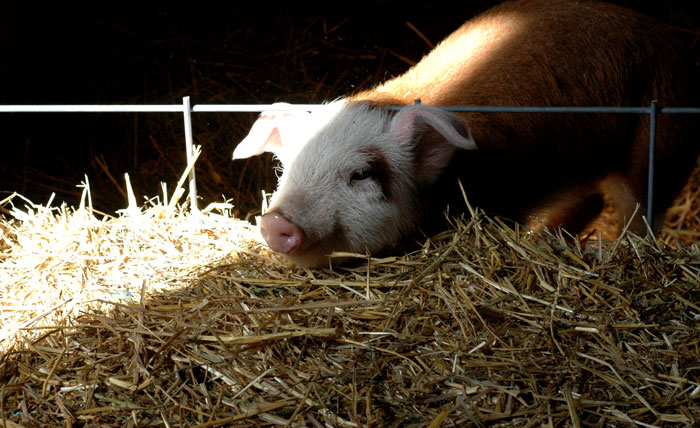 Cameos of Cold and Calm