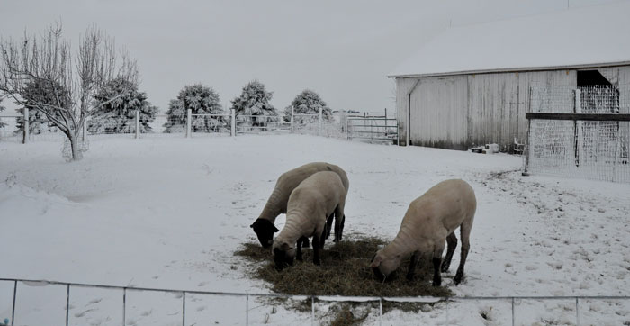 again-with-the-snow-007