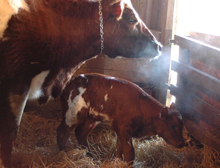 The Bobby is here at Last.