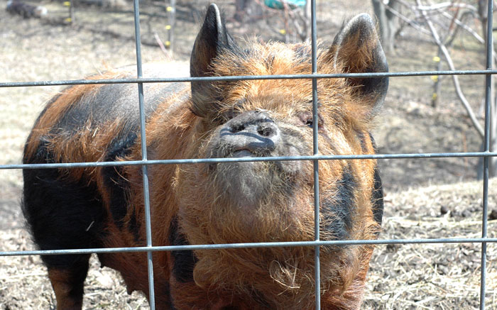 kunekune-026
