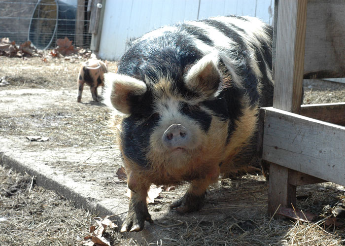 kunekune-042