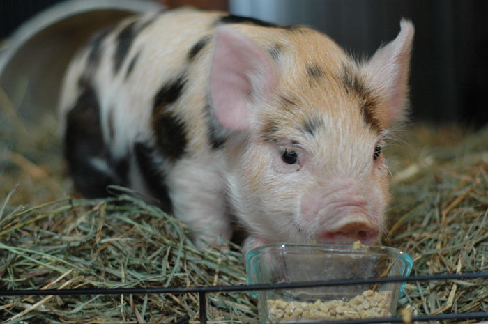 kunekune-073