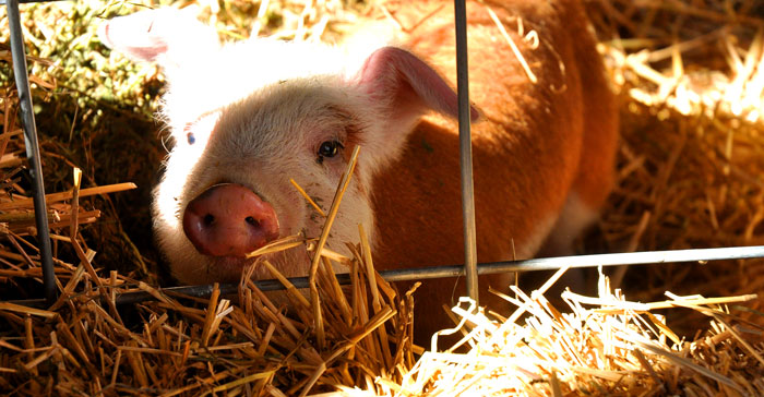 sunday-on-the-farm-036