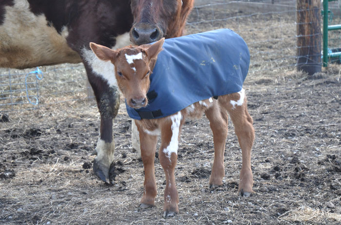 sunday-on-the-farm-061