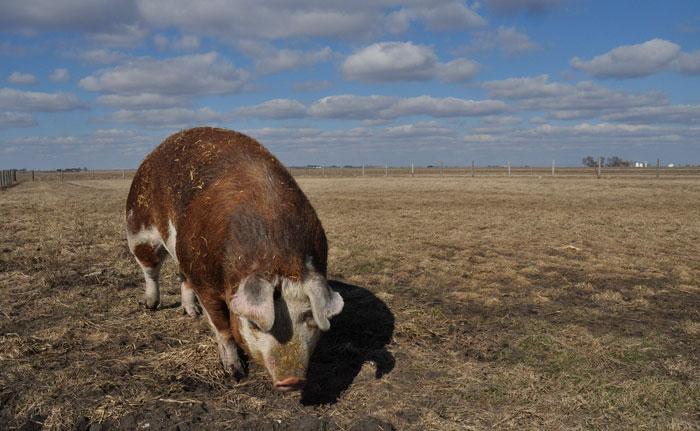 sunday-on-the-farm-077