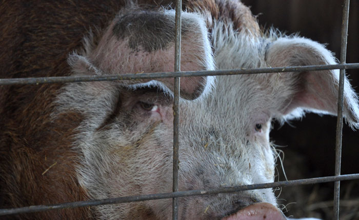 animals-on-grass-008