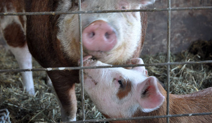 animals-on-grass-010