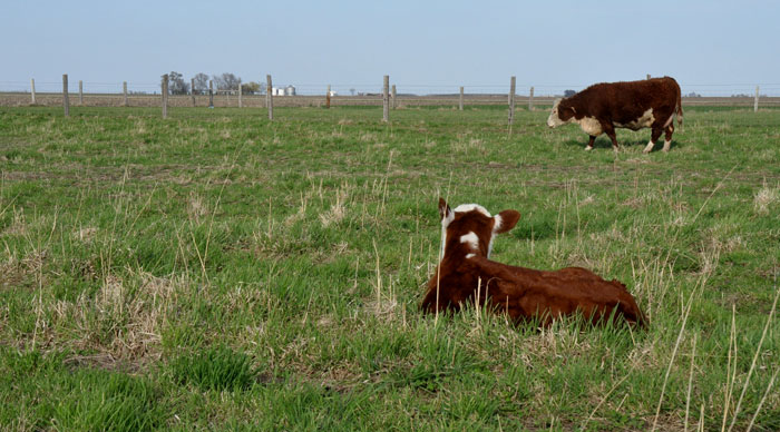 animals-on-grass-031