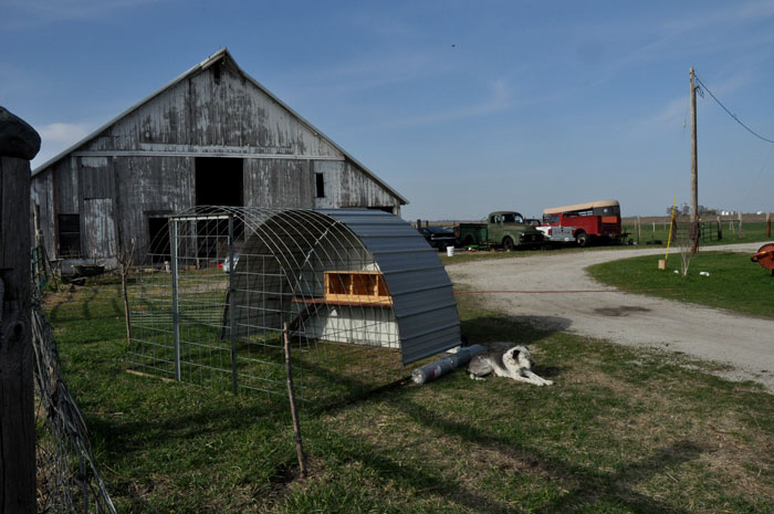 animals-on-grass-041