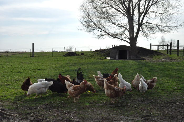 animals-on-grass-047