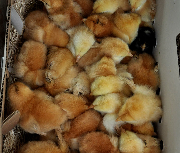 chicks-006