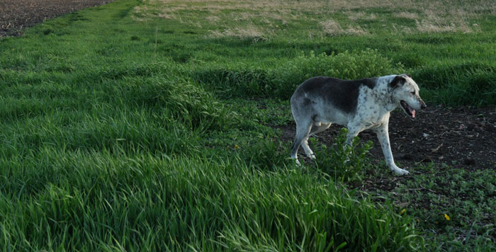 Short Exciting Walks