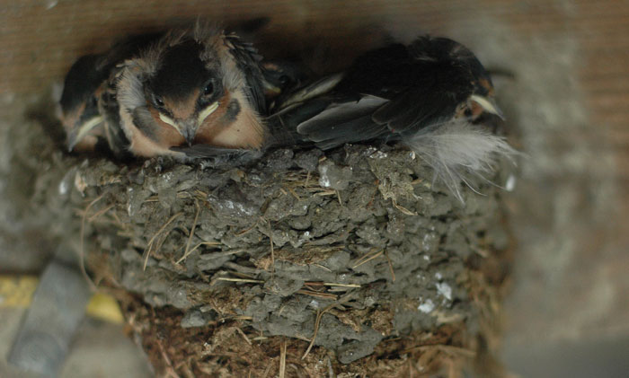 11aa-barn-swallows-010