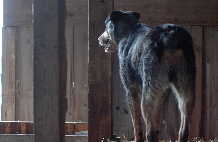 11aa-barn-swallows-031