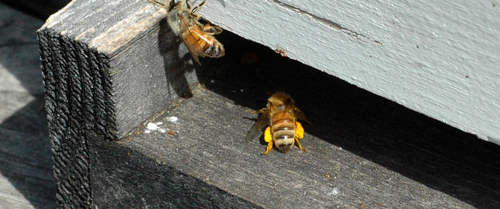 bees,-barns-021