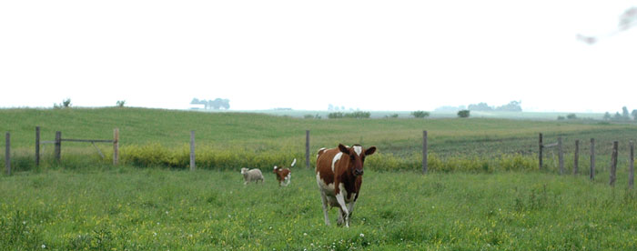 calfs-and-cows-034