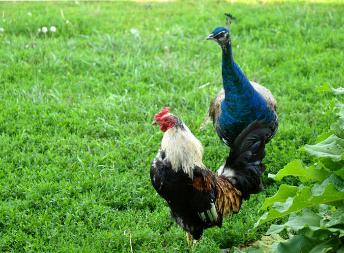 cat-in-a-hot-tin-041