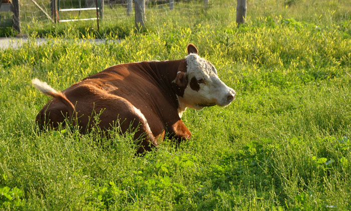 cat-in-a-hot-tin-045