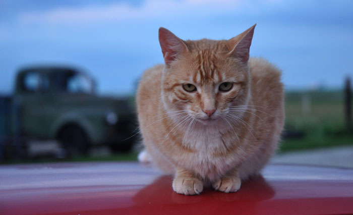 Cat on a Hot Tin Roof