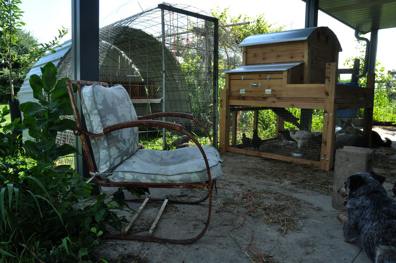 chickens-and-cows-008