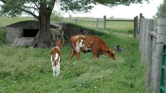 Sheila and the&nbsp;flies