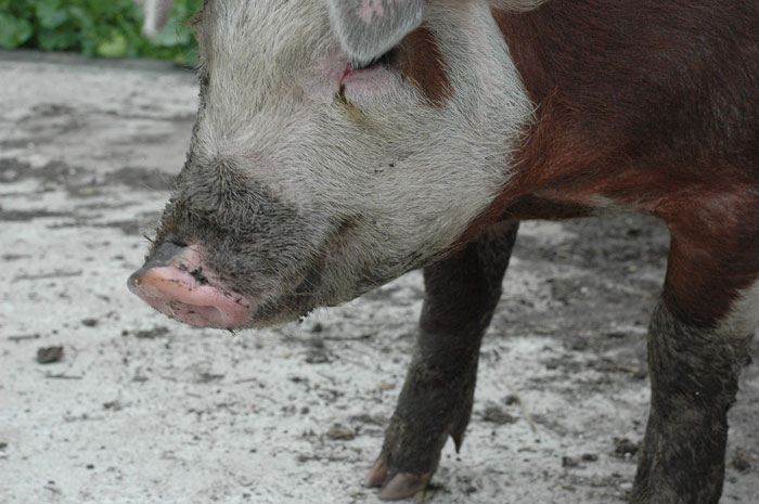 farming-windy-day-010