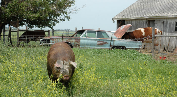 farming-windy-day-039