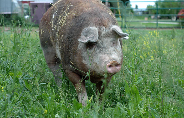 fields-and-babies-005