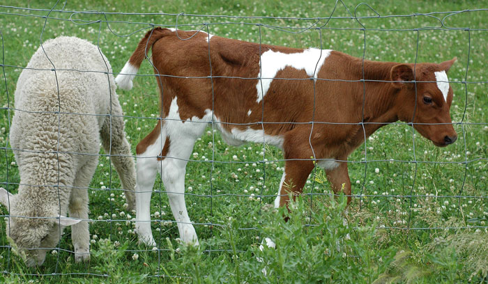 fields-and-babies-010