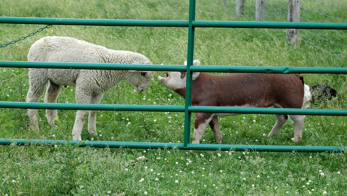 fields-and-babies-014