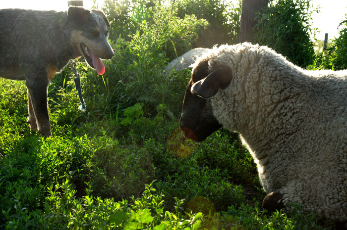 tis-a-puzzle-ment-011