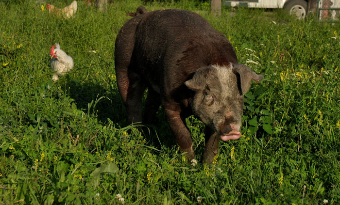 tis-a-puzzle-ment-039