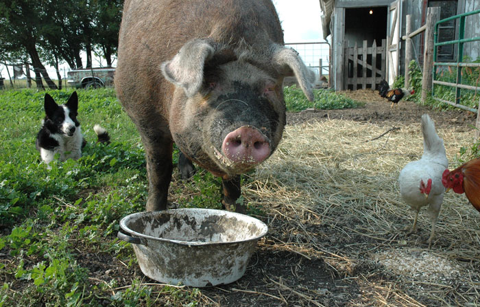 a-lemon-basil-essential--oi