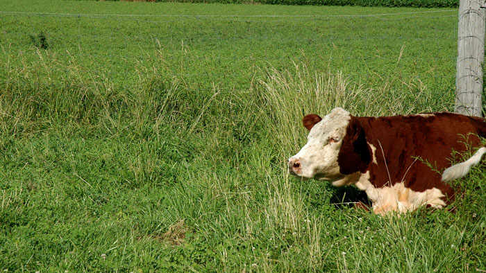 How I milk my&nbsp;cow