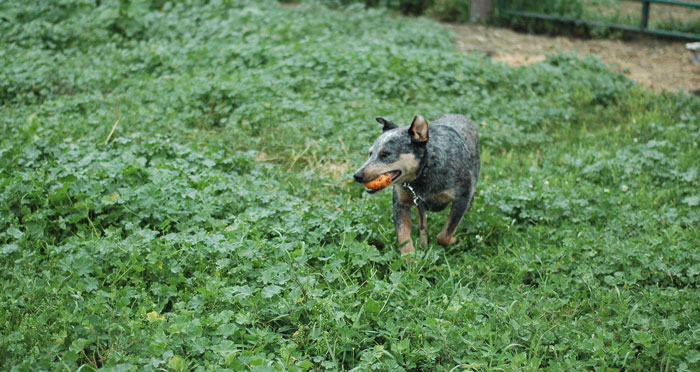 Pigs, Pasture and&nbsp;Balls
