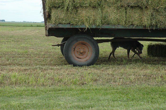 Every Pig Needs a&nbsp;Fan