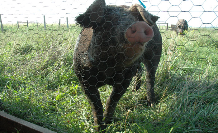 how-to-raise-chicken-034