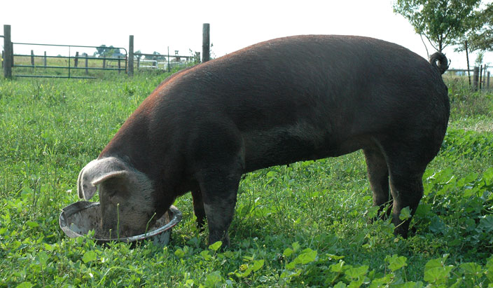 lemon-basil-essential--oil-