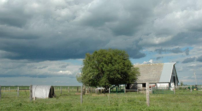 saving-the-chickens-001