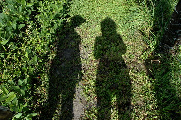 saving-the-chickens-009