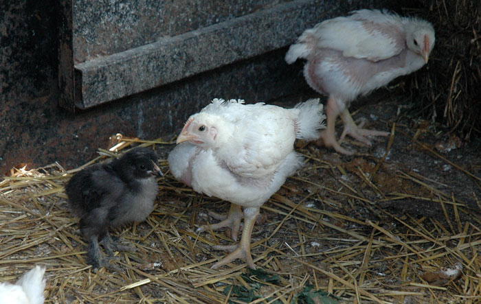 saving-the-chickens-019