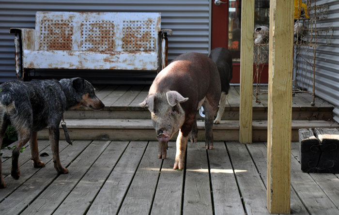 Poppy, a hereford gilt will hopefully breed and give us lots of piglets, sept 14