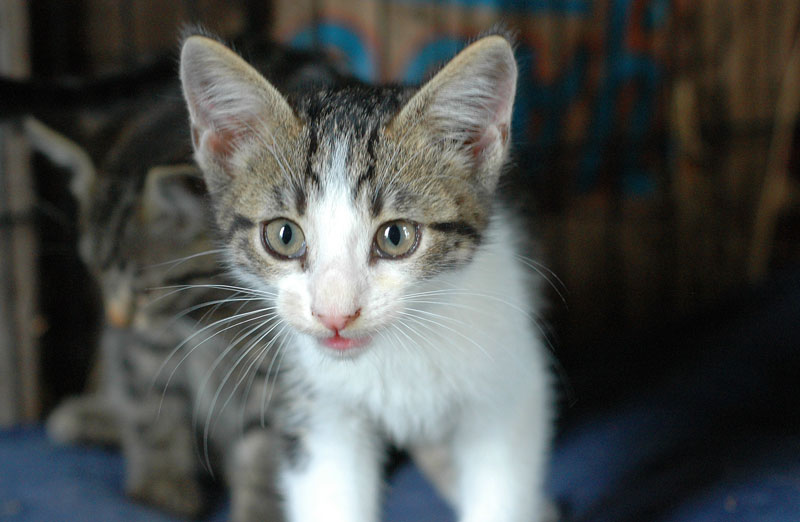 kittens-010