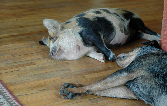 Tima the Kunekune gilt will also one day be a Mama - hopefully, sept 14