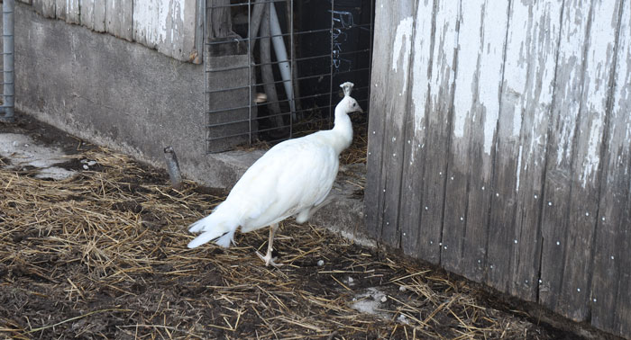 Godot is a white peacock and is impossibly camera shy, sept 14