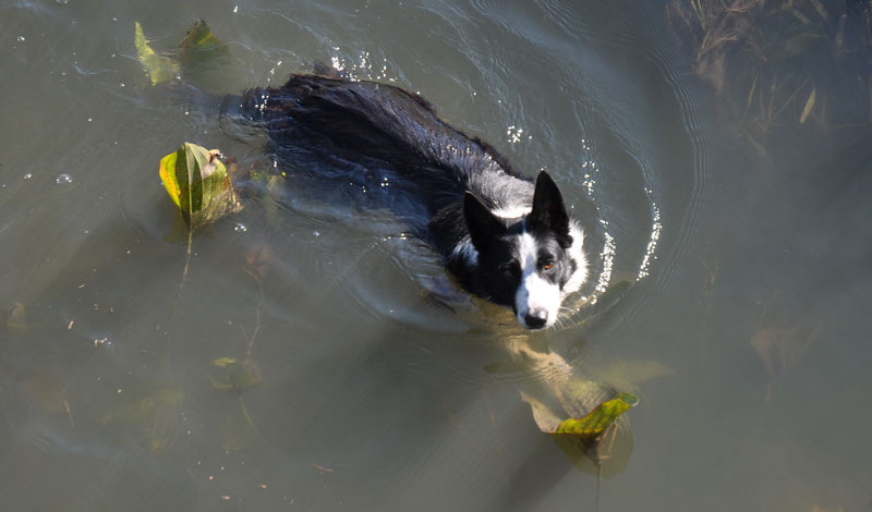 dog swimming