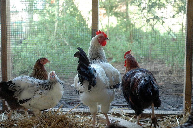 chickens-run-011