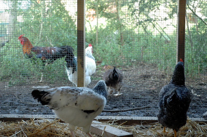 chickens-run-016